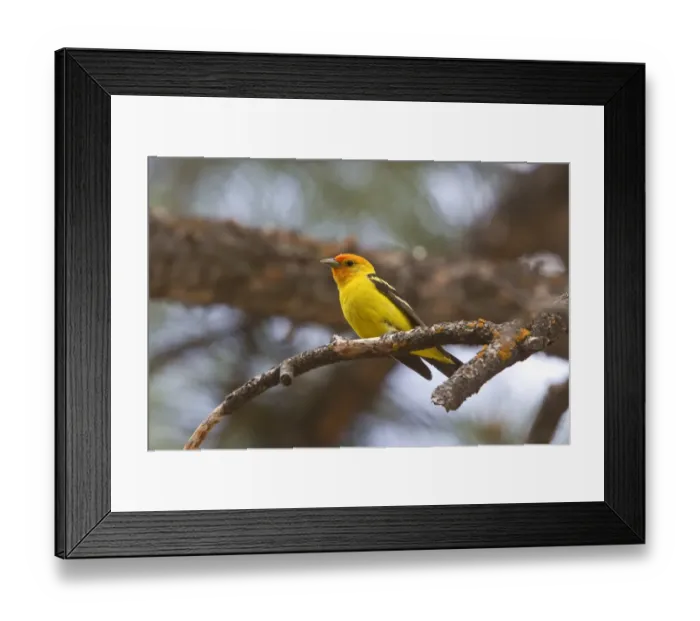 Framed Print : Western Tanager Male coming into breeding plumage, Utah, America Framed Print : Western Tanager Male coming into breeding plumage, Utah, America