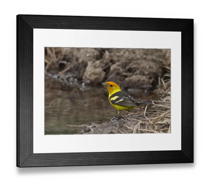 Framed Print : Western Tanager Male coming into breeding plumage, Utah, America Framed Print : Western Tanager Male coming into breeding plumage, Utah, America