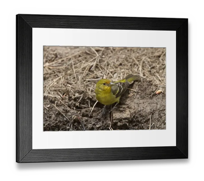 Framed Print : Western Tanager nonbreeding male Framed Print : Western Tanager nonbreeding male