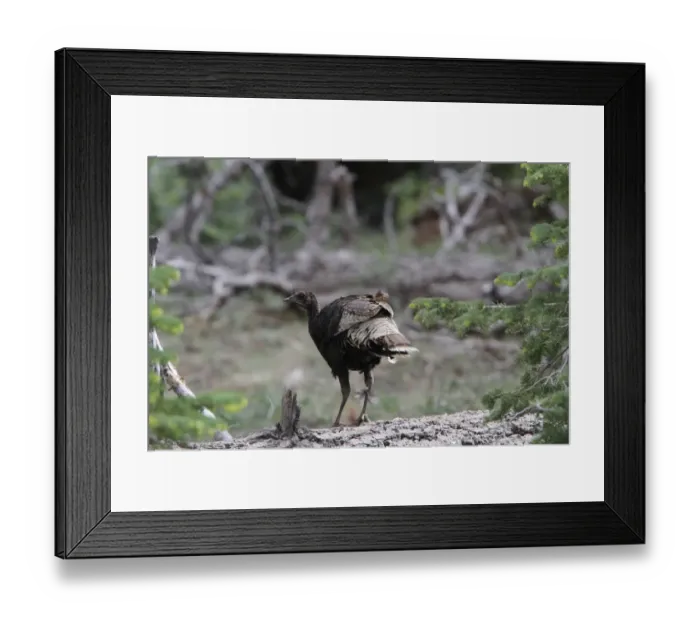 Framed Print : Wild Turkey, female southwestern race, Utah USA Framed Print : Wild Turkey, female southwestern race, Utah USA