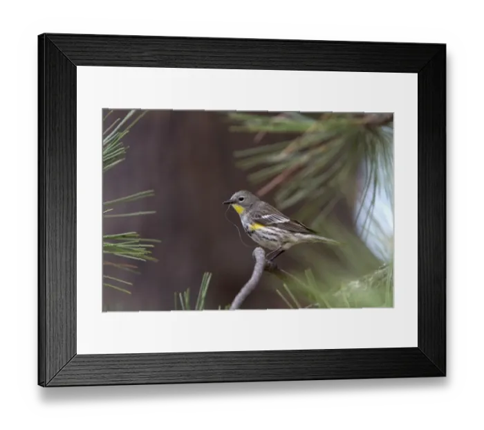 Framed Print : Audubons Yellow rumped Warbler, Female with nesting matteral, Utah USA