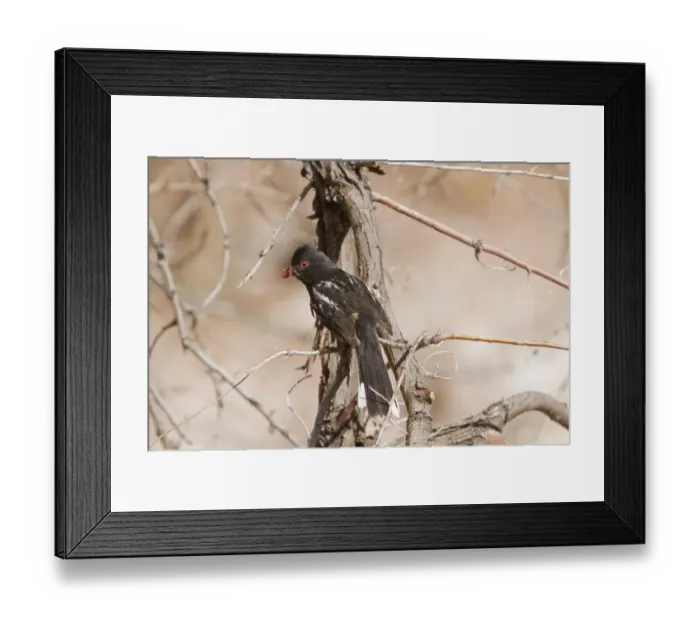 Framed Print : Spotted Towhee with bill full of seeds - Utah America Framed Print : Spotted Towhee with bill full of seeds - Utah America