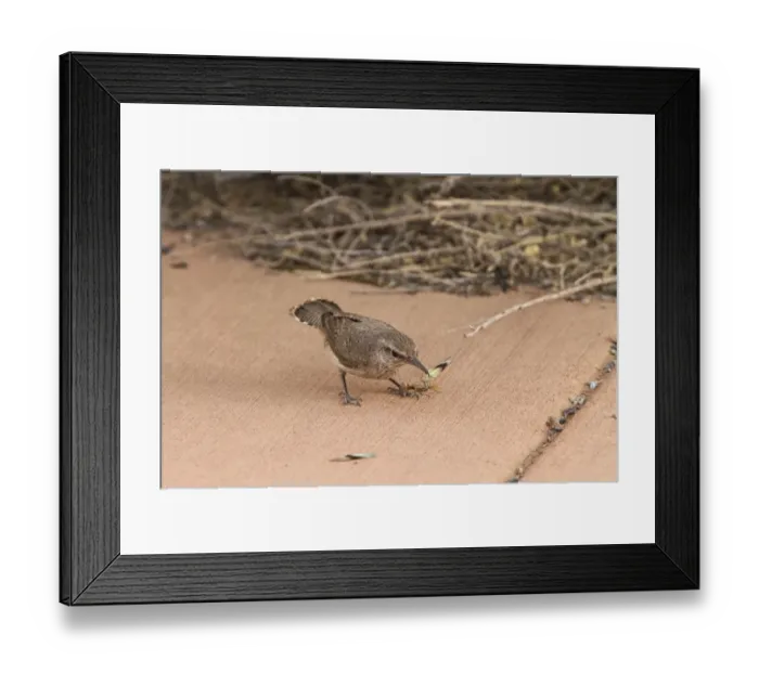Framed Print : Rock Wren with grasshopper - Utah America Framed Print : Rock Wren with grasshopper - Utah America
