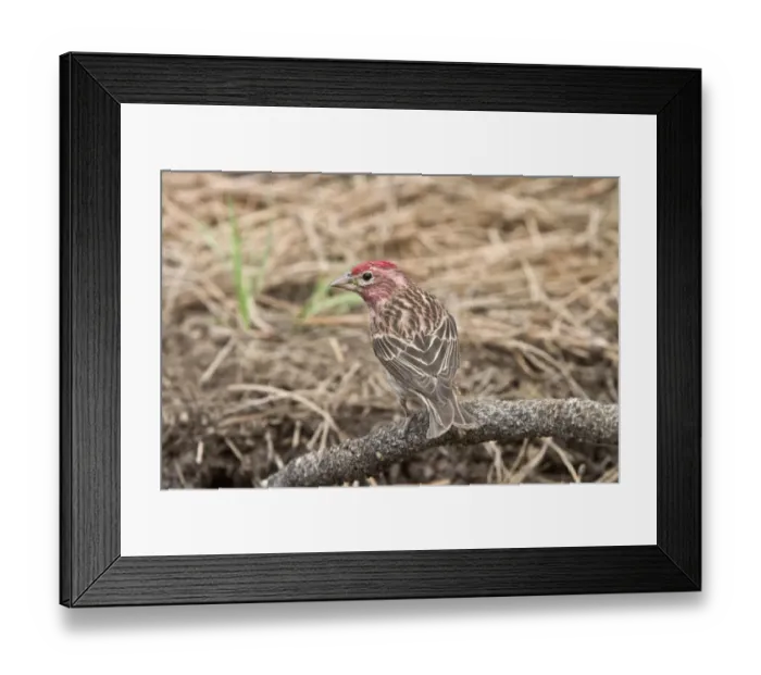 Framed Print : Cassins Finch, Male at drinking pool - Utah America Framed Print : Cassins Finch, Male at drinking pool - Utah America