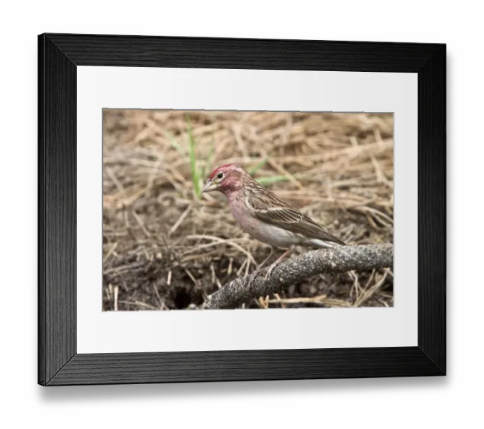 Framed Print : Cassins Finch, Male at drinking pool - Utah America Framed Print : Cassins Finch, Male at drinking pool - Utah America