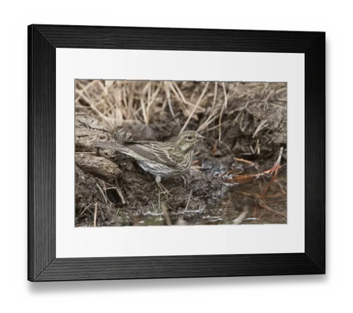 Framed Print : Cassins Finch, female at drinking pool - Utah America Framed Print : Cassins Finch, female at drinking pool - Utah America