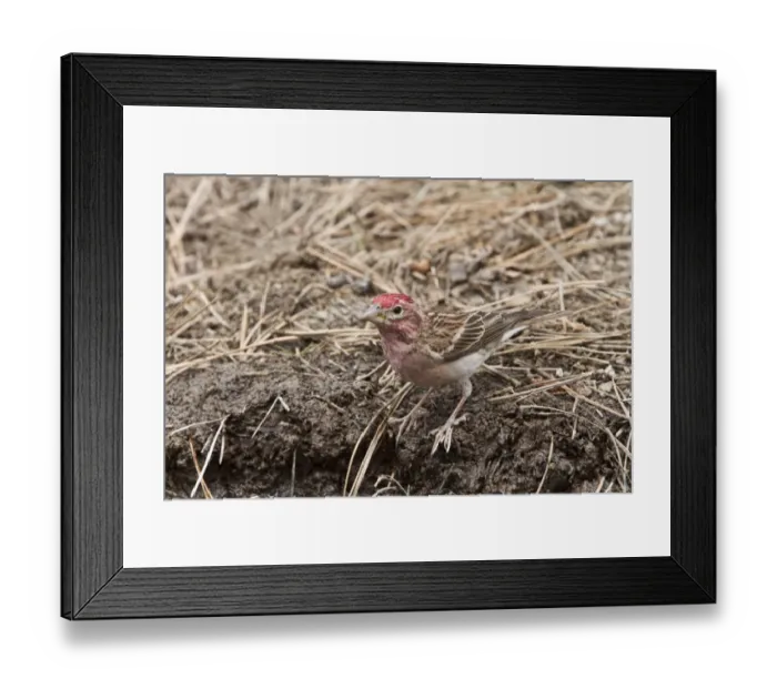 Framed Print : Cassins Finch, Male at drinking pool - Utah America Framed Print : Cassins Finch, Male at drinking pool - Utah America