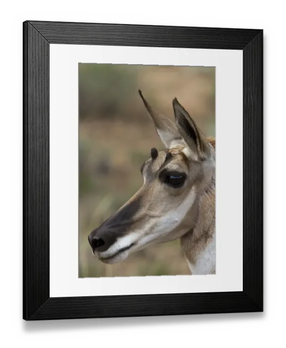 Framed Print : Pronghorn male, spring showing new horn growth. Utah USA Framed Print : Pronghorn male, spring showing new horn growth. Utah USA