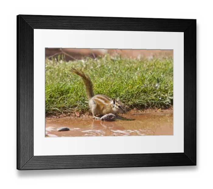 Framed Print : Least Chipmunk drinking