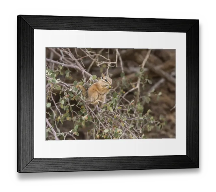 Framed Print : Least Chipmunk eating berries - Arches National Park Utah America