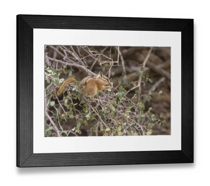 Framed Print : Least Chipmunk eating berries - Arches National Park Utah America Framed Print : Least Chipmunk eating berries - Arches National Park Utah America
