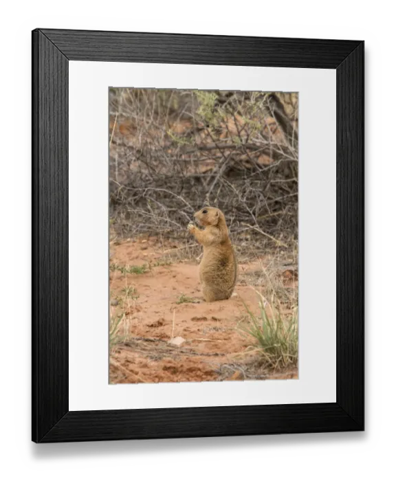 Framed Print : White tailed Prairie Dog standing near burrow - Arches National Park Utah America Framed Print : White tailed Prairie Dog standing near burrow - Arches National Park Utah America