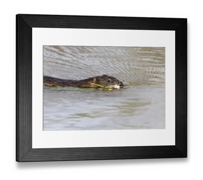 Framed Print : Muskrat Swimming with vegitation - Arches National Park Utah America