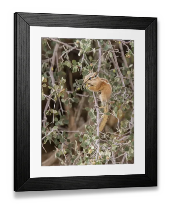 Framed Print : Least Chipmunk eating berries - Arches National Park Utah America Framed Print : Least Chipmunk eating berries - Arches National Park Utah America