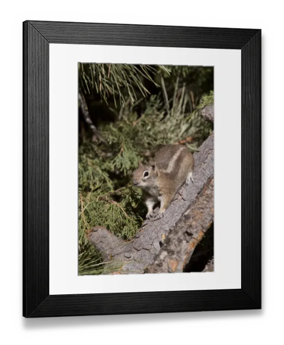 Framed Print : Golden-mantled Ground Squirrel (Callospermophilus lateralis) Utah USA Framed Print : Golden-mantled Ground Squirrel (Callospermophilus lateralis) Utah USA