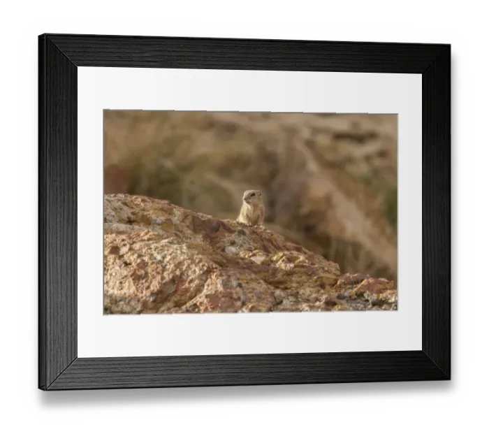 Framed Print : White tailed Antelope Squirrel - Arches National Park Utah America Framed Print : White tailed Antelope Squirrel - Arches National Park Utah America