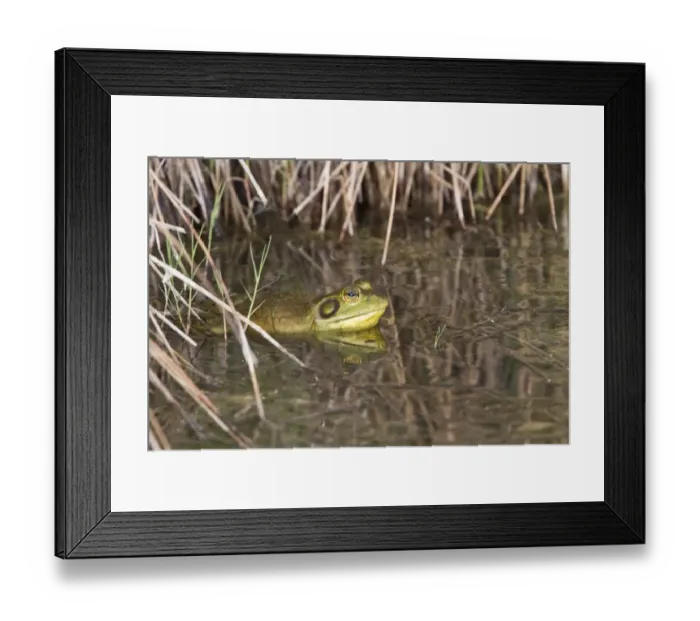 Framed Print : American Bullfrog male in pond - Utah Framed Print : American Bullfrog male in pond - Utah