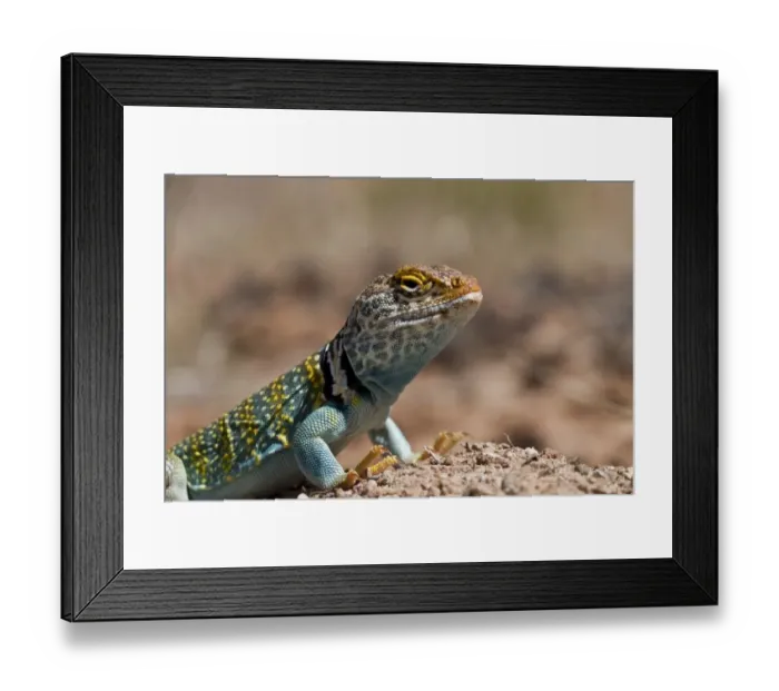 Framed Print : Yellow headed collared Lizard from Utah USA - Crotaphytus collaris auriceps Framed Print : Yellow headed collared Lizard from Utah USA - Crotaphytus collaris auriceps