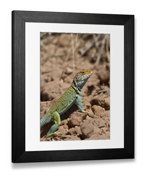 Framed Print : Yellow headed collared Lizard from Utah USA - Crotaphytus collaris auriceps Framed Print : Yellow headed collared Lizard from Utah USA - Crotaphytus collaris auriceps