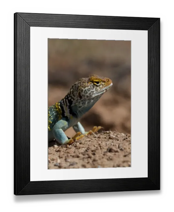 Framed Print : Yellow headed collared Lizard from Utah USA - Crotaphytus collaris auriceps Framed Print : Yellow headed collared Lizard from Utah USA - Crotaphytus collaris auriceps