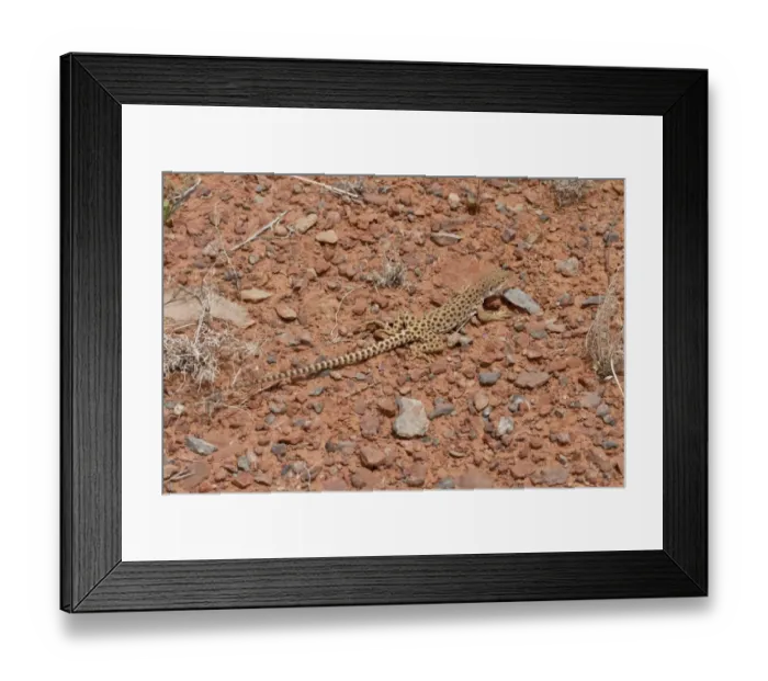 Framed Print : Longnose Leopard Lizard - Utah America Framed Print : Longnose Leopard Lizard - Utah America