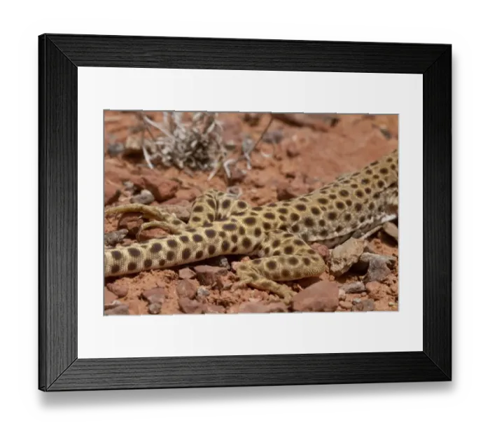 Framed Print : Longnose Leopard Lizard showing rear legs- Utah America