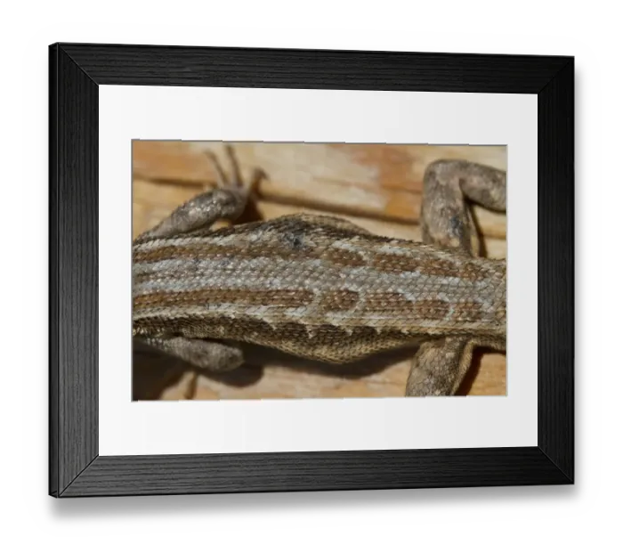Framed Print : Sagebrush Lizard, male, Utah America Framed Print : Sagebrush Lizard, male, Utah America