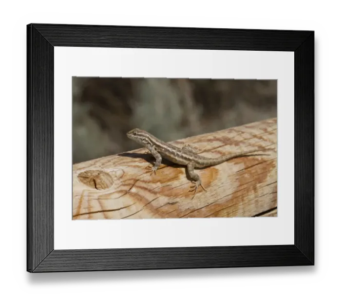 Framed Print : Sagebrush Lizard, male, Utah America Framed Print : Sagebrush Lizard, male, Utah America
