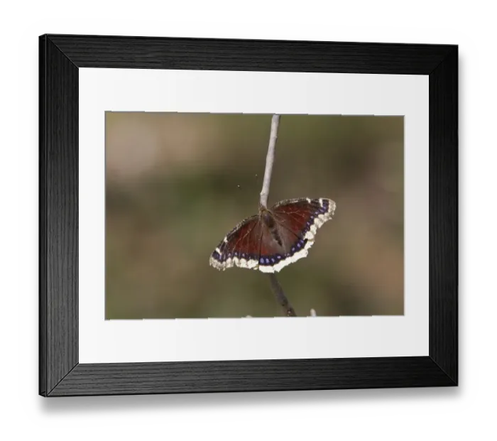 Framed Print : Camberwell Beauty or Mourning Cloak Butterfly. Taken in Utah USA but has a very range over most of the northern Framed Print : Camberwell Beauty or Mourning Cloak Butterfly. Taken in Utah USA but has a very range over most of the northern