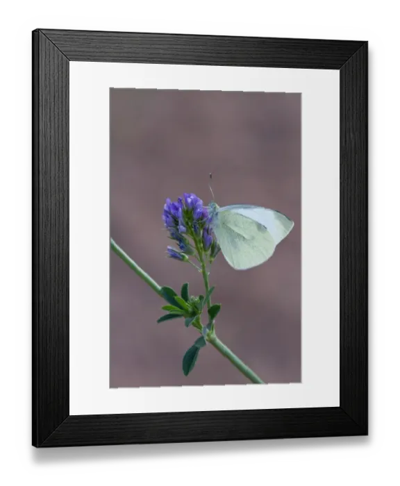 Framed Print : Cabbage or Small White Butterfly - introduced to north America in 1860 it is now a wide spread pest Framed Print : Cabbage or Small White Butterfly - introduced to north America in 1860 it is now a wide spread pest