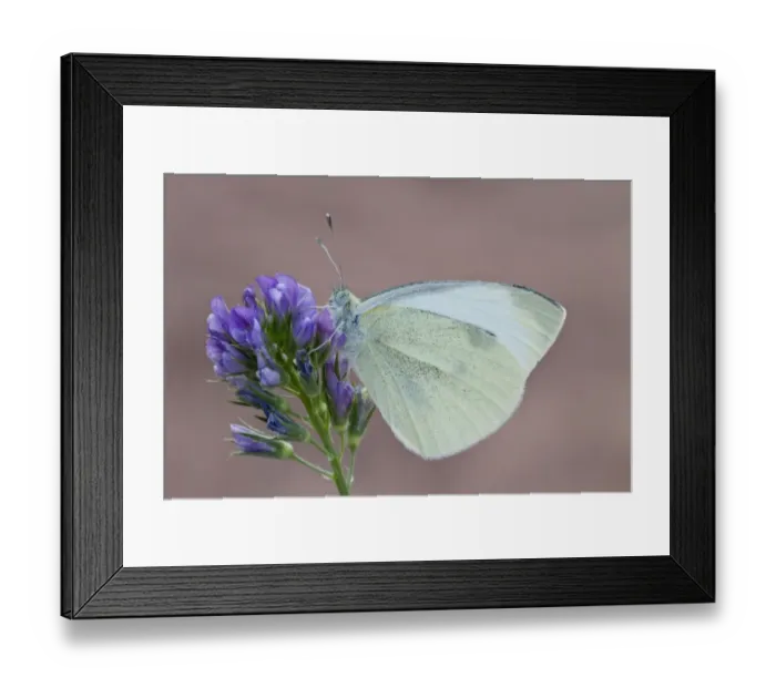 Framed Print : Cabbage or Small White Butterfly - introduced to north America in 1860 it is now a wide spread pest Framed Print : Cabbage or Small White Butterfly - introduced to north America in 1860 it is now a wide spread pest