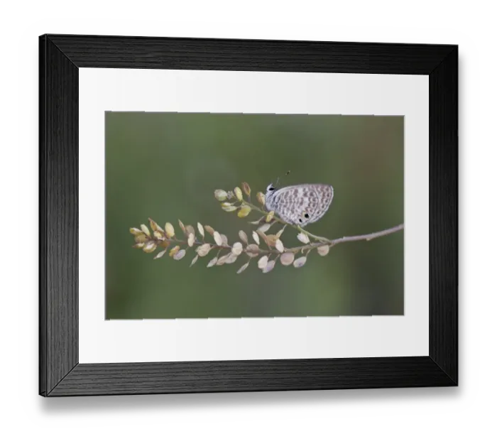 Framed Print : Marine Blue or Striped Blue (Leptotes marina) is a butterfly of the Lycaenidae family Framed Print : Marine Blue or Striped Blue (Leptotes marina) is a butterfly of the Lycaenidae family