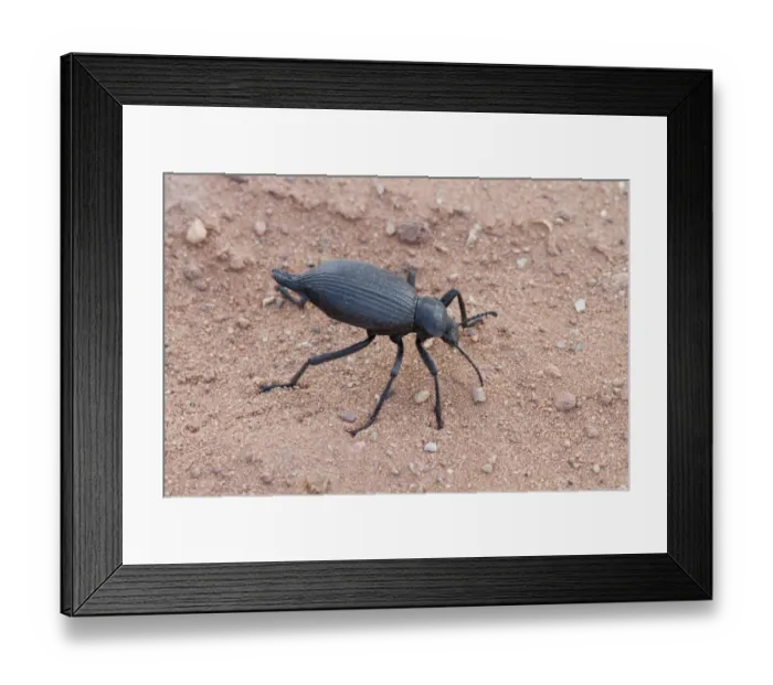 Framed Print : Darkling beetle from Utah USA Framed Print : Darkling beetle from Utah USA