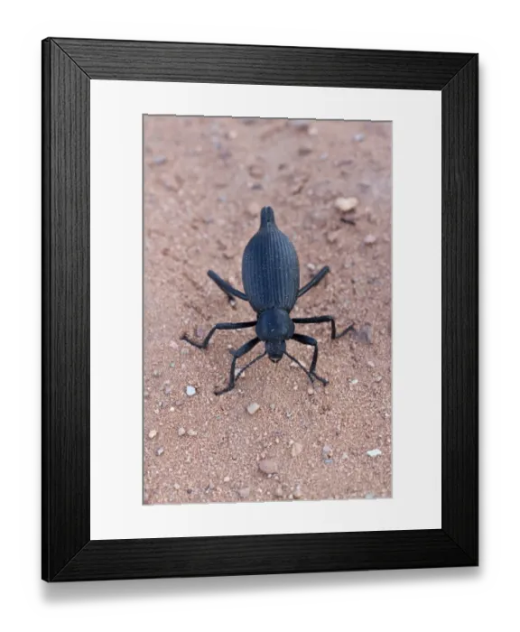 Framed Print : Darkling beetle from Utah USA Framed Print : Darkling beetle from Utah USA