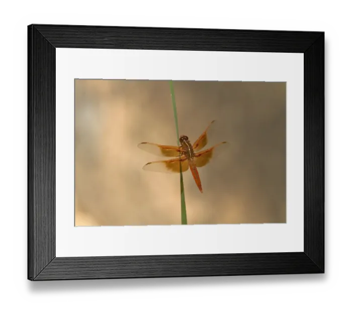 Framed Print : Flame Skimmer on reed Zion Canyon Utah USA Framed Print : Flame Skimmer on reed Zion Canyon Utah USA