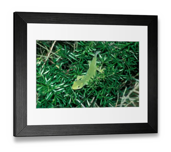 Framed Print : New Zealand Green Tree Gecko, Naultinus elegans Framed Print : New Zealand Green Tree Gecko, Naultinus elegans