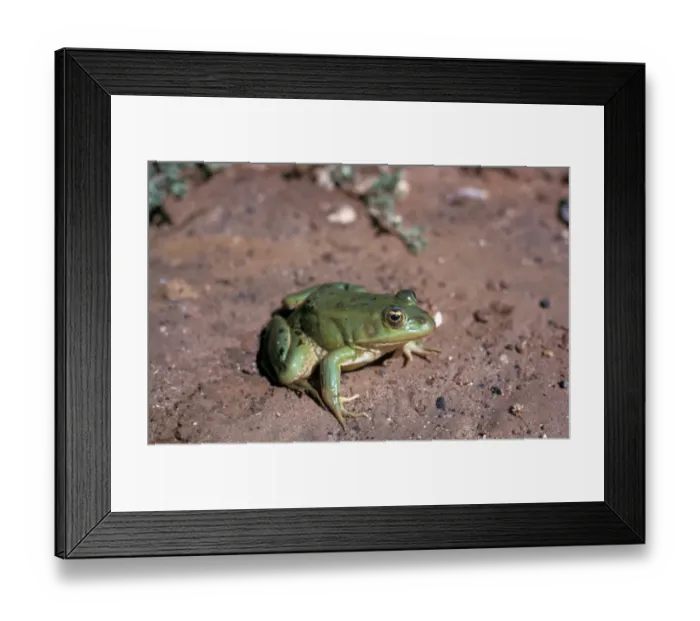 Framed Print : Marsh Frog (Pelophylax ridibundus) is the largest frog native to Europe and belongs to the family of true frogs Framed Print : Marsh Frog (Pelophylax ridibundus) is the largest frog native to Europe and belongs to the family of true frogs