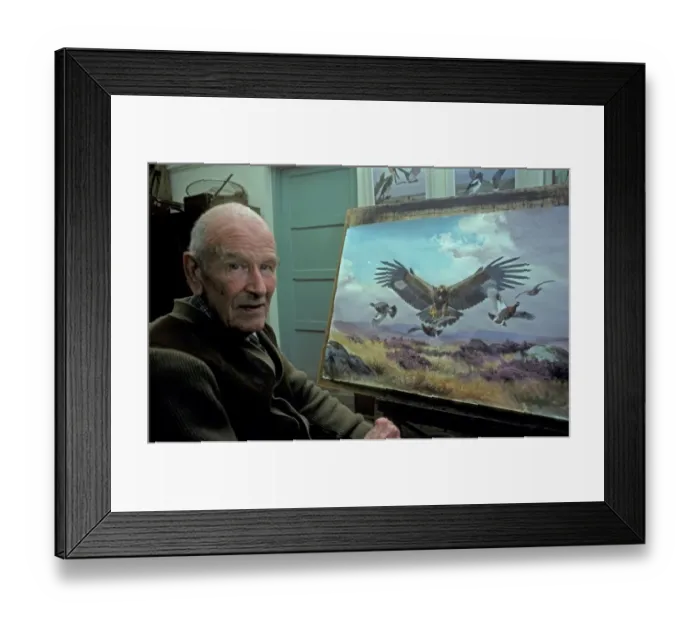Framed Print : Wildlife artist J. C. Harrison (Jack) painting a Golden Eagle hunting Red Grouse Framed Print : Wildlife artist J. C. Harrison (Jack) painting a Golden Eagle hunting Red Grouse