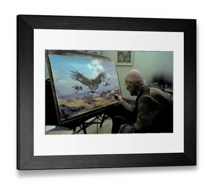 Framed Print : Wildlife artist J. C. Harrison (Jack) painting a Golden Eagle hunting Red Grouse Framed Print : Wildlife artist J. C. Harrison (Jack) painting a Golden Eagle hunting Red Grouse