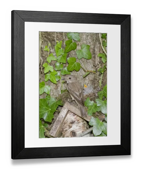 Framed Print : Spotted Flycatcher nesting on solitary bee hive