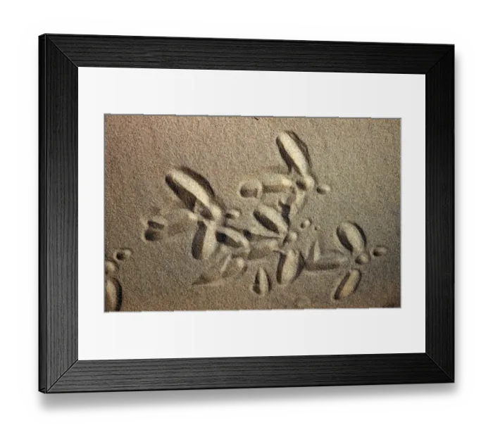 Framed Print : White Stork tracks in sand Framed Print : White Stork tracks in sand