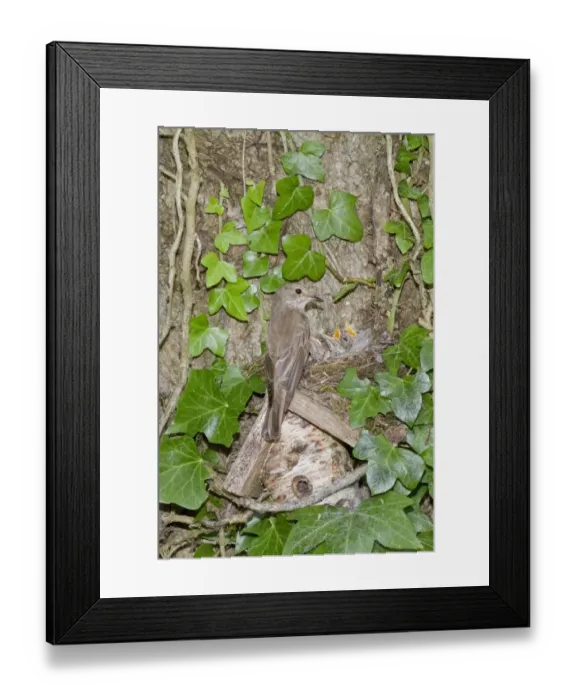 Framed Print : Spotted Flycatcher nesting on solitary bee hive Framed Print : Spotted Flycatcher nesting on solitary bee hive