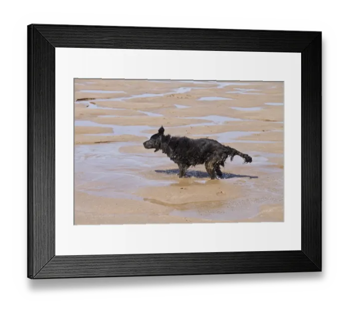 Framed Print : Flat coated Retriever bitch shaking water after being in the sea Framed Print : Flat coated Retriever bitch shaking water after being in the sea