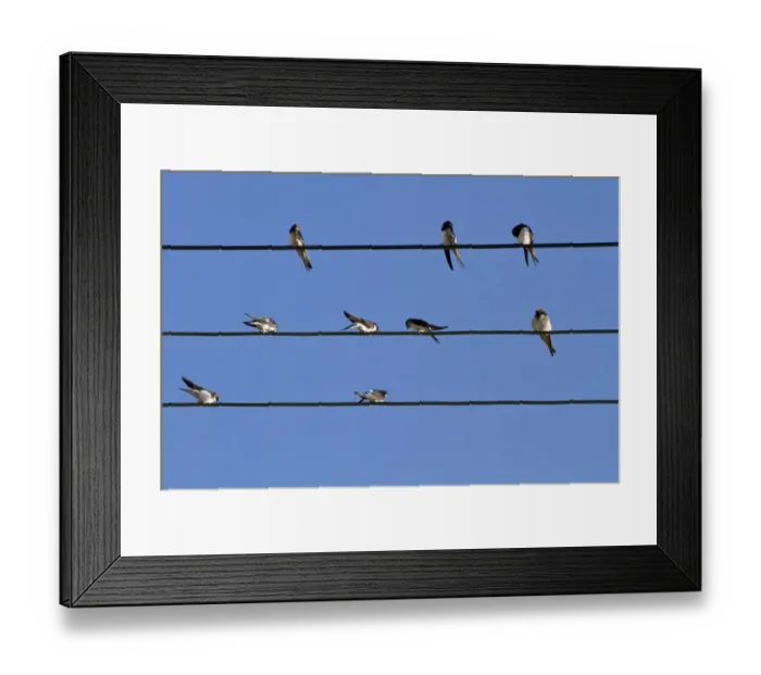 Framed Print : Barn Swallow and House Martins on power cables, flocking before migration Framed Print : Barn Swallow and House Martins on power cables, flocking before migration