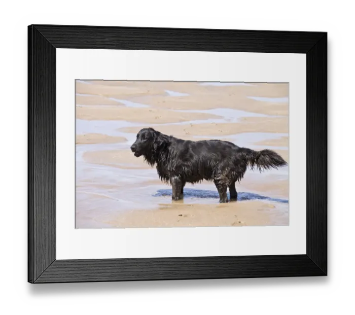 Framed Print : Flat coated Retriever standing in sea water on beach Framed Print : Flat coated Retriever standing in sea water on beach