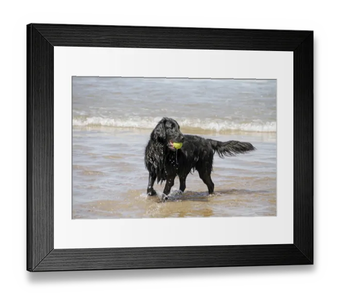 Framed Print : Flat coated Retriever with ball in the sea Framed Print : Flat coated Retriever with ball in the sea