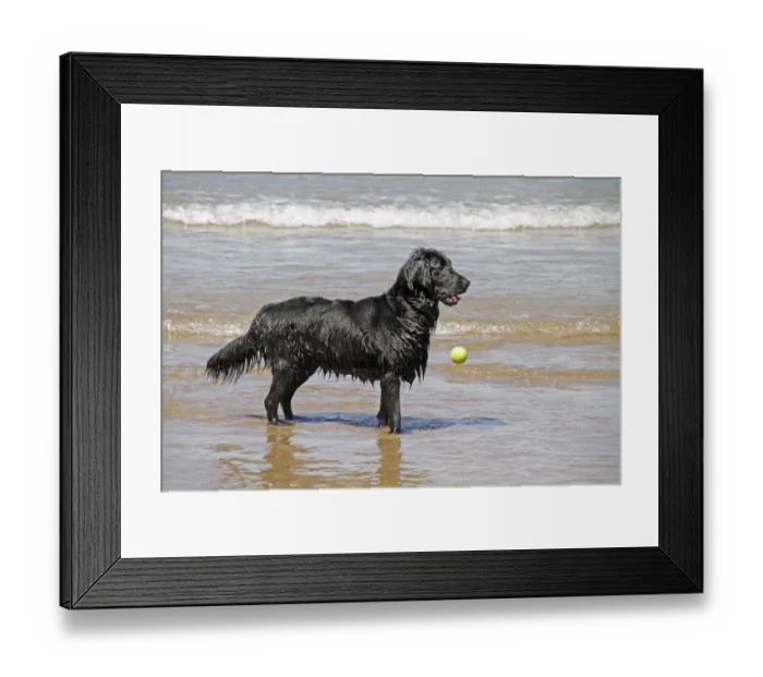 Framed Print : Flat coated Retriever dropping ball in the sea Framed Print : Flat coated Retriever dropping ball in the sea
