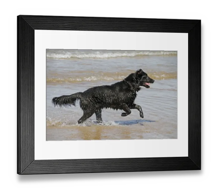 Framed Print : Flat coated Retriever running in the sea