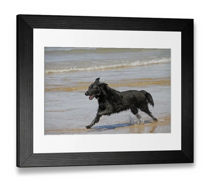 Framed Print : Flat coated Retriever running in the sea Framed Print : Flat coated Retriever running in the sea
