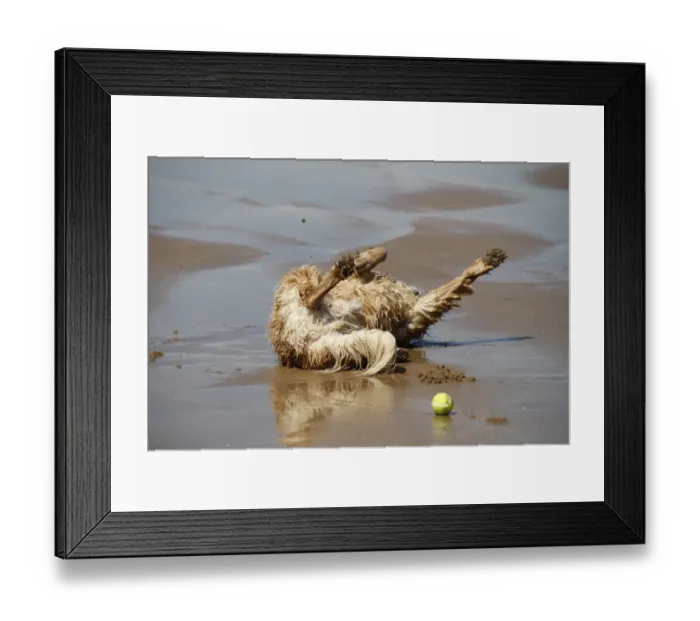 Framed Print : Golden Retriever rolling in sand on beach after playing with ball Framed Print : Golden Retriever rolling in sand on beach after playing with ball